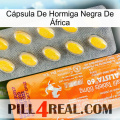 Cápsula De Hormiga Negra De África new05